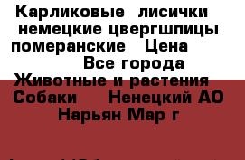 Карликовые “лисички“  немецкие цвергшпицы/померанские › Цена ­ 35 000 - Все города Животные и растения » Собаки   . Ненецкий АО,Нарьян-Мар г.